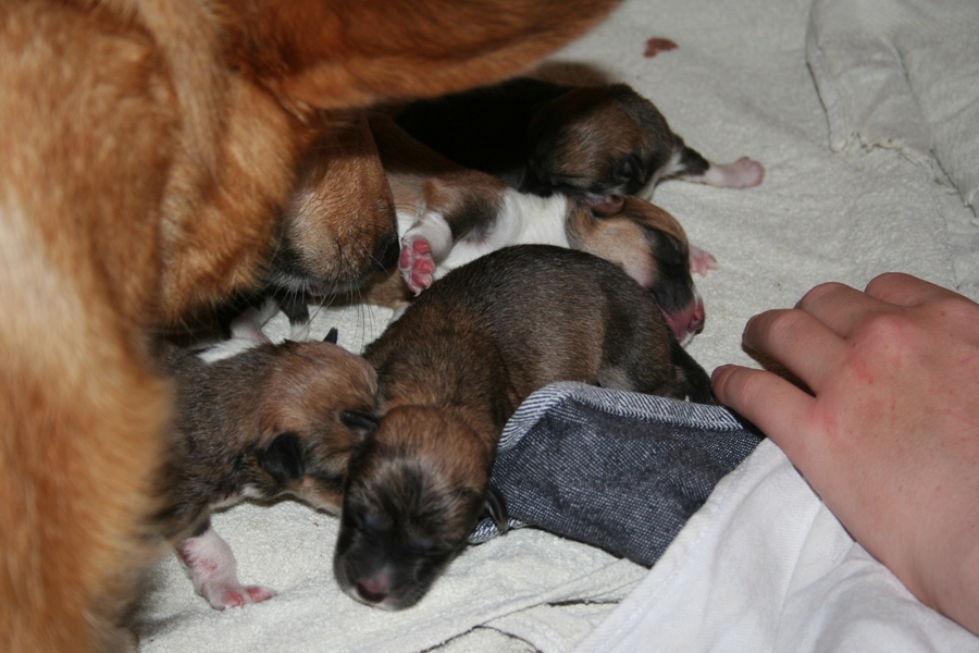Puppies